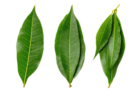 Close-up of four vibrant green leaves, smooth texture, elongated shapes, slightly overlapping