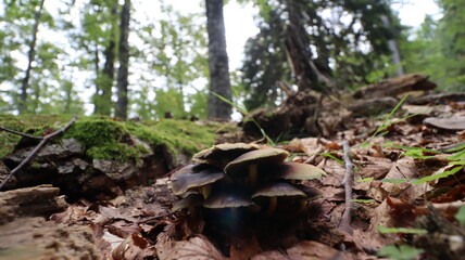 mushrooms in the forest