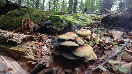 mushrooms in the forest
