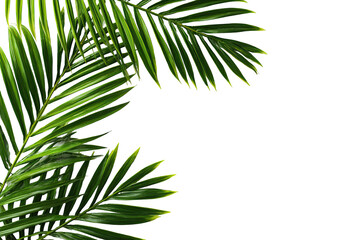 Vibrant palm fronds against a black background