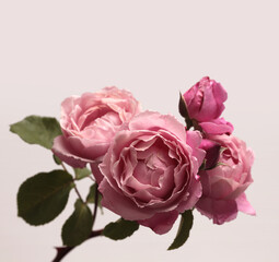 Close-up cream pink Rose Flower bud petal, leaf bouquet on beige gray. Natural light background.