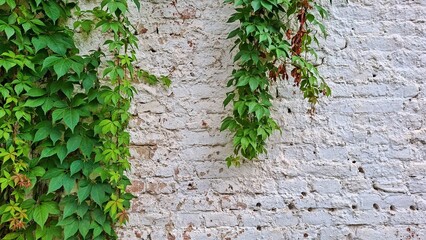 Vibrant Green Ivy Climbing Weathered White Brick Wall Texture