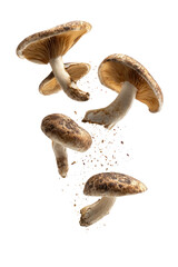 Three mushrooms, light brown caps, dark brown stems, levitating in a burst of particles