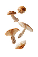 Close-up of several whole shiitake mushrooms