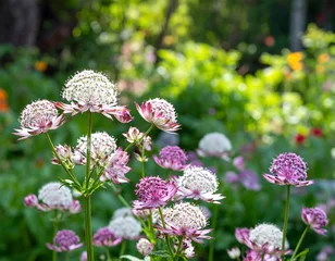 Foto auf Acrylglas Pflegezentrum Colorful garden flowers blooming in vibrant landscape  © Bintang