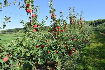 juicy red fruits in the fruit garden