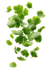 Close-up of scattered, bright green leaves