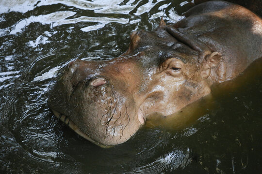 Hippo chews grass lying in pond zoo. Hippopotamus in water top view. Thailand