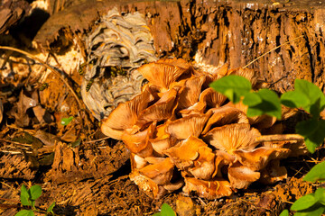 Honey mushrooms (Armillaria) growing on forest ground, a wasp nest visible in the background on an old tree stump, 