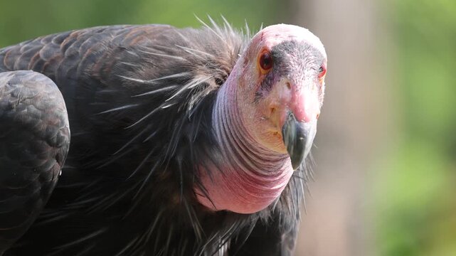California Condor In The Sunlight