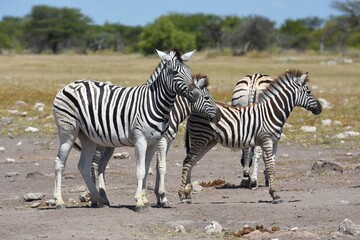 Steppenzebras (Equus quagga) in der Savanne im Etoscha Nationalpark in Namibia