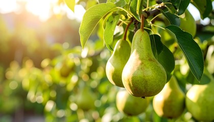 Pears hanging on a tree branch in sunlight