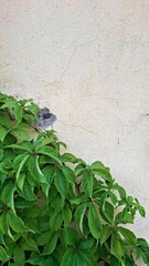 Vibrant Green Ivy Climbing Textured Wall Nature Growth Urban Environment