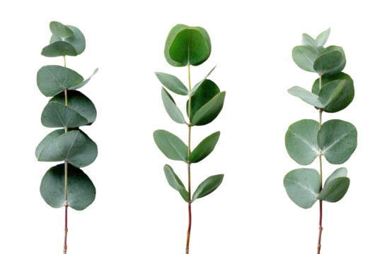 Three eucalyptus sprigs against a black background.  Each sprig displays  oval, slightly overlapping leaves