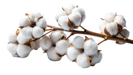 Cotton branch isolated on transparent background the branch has several cotton bolls on it the cotton bolls are white and fluffy