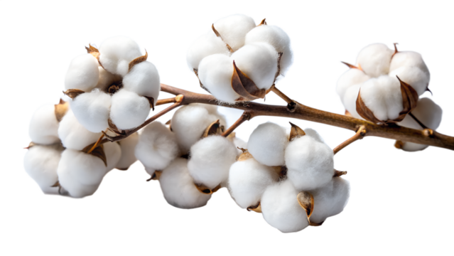 Cotton branch isolated on transparent background the branch has several cotton bolls on it the cotton bolls are white and fluffy