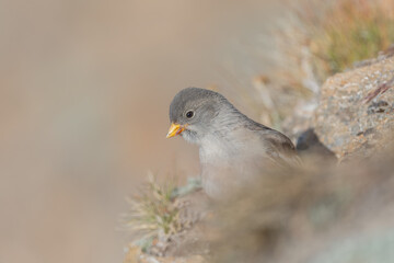 Young white-winged Snowfinch (Montifringilla nivalis) foraging on rocky terrain with grass during daylight in a natural habitat