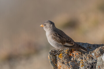 Young white-winged Snowfinch (Montifringilla nivalis) foraging on rocky terrain with grass during daylight in a natural habitat