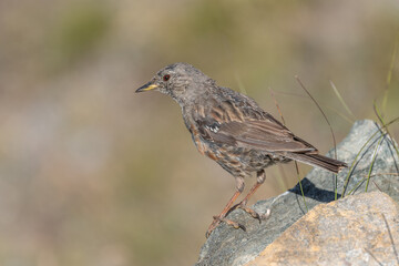 Alpine Accentor (Prunella collaris) perched on a rock in a natural setting during daylight in a mountainous area