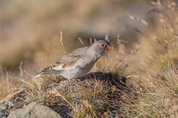 Obraz premium Young white-winged Snowfinch (Montifringilla nivalis) foraging on rocky terrain with grass during daylight in a natural habitat