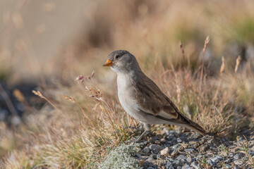 Young white-winged Snowfinch (Montifringilla nivalis) foraging on rocky terrain with grass during daylight in a natural habitat