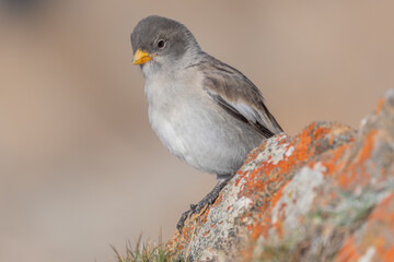 Young white-winged Snowfinch (Montifringilla nivalis) perched on a rock surrounded by a blurred natural background during a calm day in the mountains