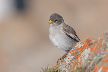 Young white-winged Snowfinch (Montifringilla nivalis) perched on a rock surrounded by a blurred natural background during a calm day in the mountains