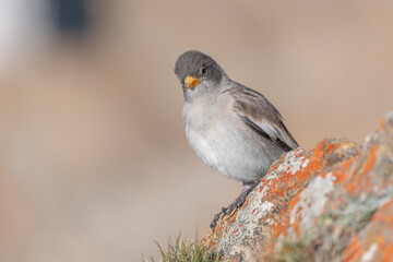 Obraz premium Young white-winged Snowfinch (Montifringilla nivalis) perched on a rock surrounded by a blurred natural background during a calm day in the mountains