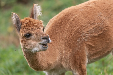 Close-up of a guanaco grazing in natural habitat during daylight