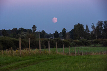 full moon above the tree