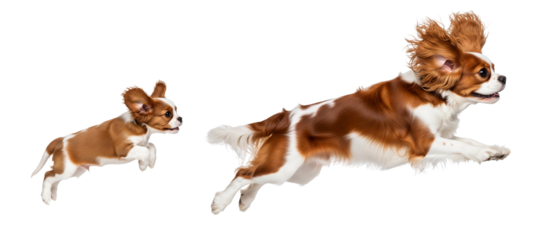 A Cavalier King Charles Spaniel puppy and an adult dog are captured in mid-jump, showcasing their playful energy and excitement. They appear to be enjoying a moment of fun and bonding.