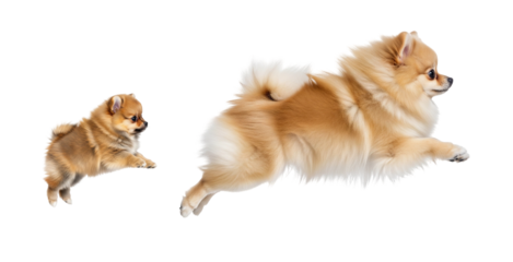 A Pomeranian puppy and an adult dog leap in mid-air against a plain white background. Both pets illustrate joy and playfulness, capturing the essence of dog companionship and agility.