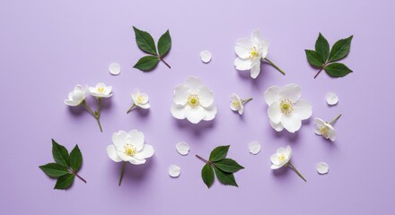 Obraz premium Elegant White Flowers on Lavender Background - Flat lay of white blossoms and green leaves arranged on a lavender purple background. Perfect for spring or wedding themes
