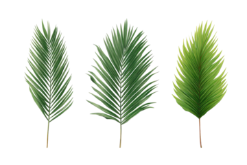 Three stylized palm fronds, varying shades of green, on a black background.  Each frond has delicate, feathery details, suggesting a tropical botanical illustration