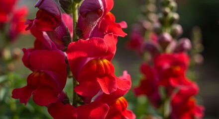 Stunning Red Snapdragon Blooms.
