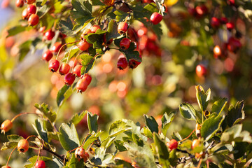 Hawthorn autumn tree detail on blurred bokeh background