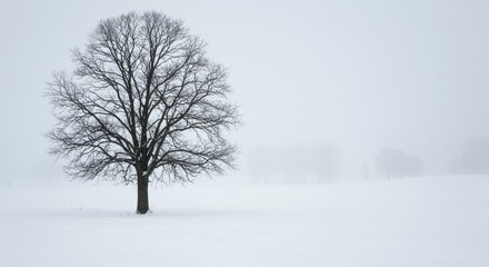 Lone Tree in Winter Landscape - A solitary bare tree stands in a snow covered field on a foggy winter day. Serene and peaceful winter scene