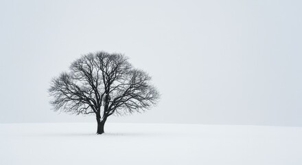 Obraz premium Lone Tree in Winter Landscape - A solitary, leafless tree stands in a snow-covered field under a pale sky. Simple, serene winter scene