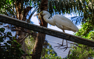 Great Egret (Ardea alba) with a prey