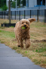 Fototapeta premium Labradoodle playing at the park