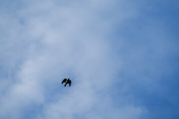 flying bird in a blue sky