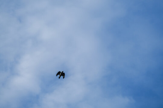 flying bird in a blue sky