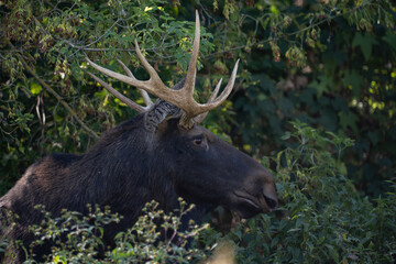 Fototapeta premium Portrait of a moose with big antlers