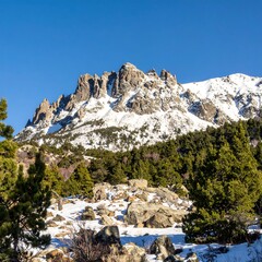 Snowy mountain range with pine forest