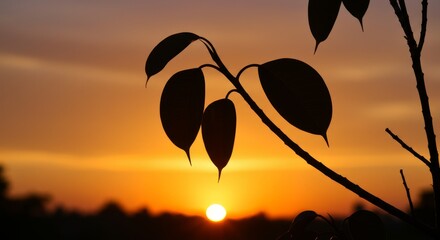 Sunset Silhouette of Leaves - Silhouette of leaves on a branch against a vibrant orange sunset. Peaceful nature scene