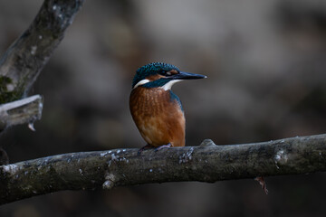 Kingfisher
Alcedo atthis