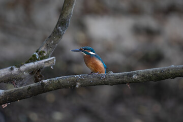 Kingfisher
Alcedo atthis