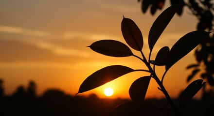 Sunset Silhouette Rubber Plant Leaves - Serene sunset silhouette of rubber plant leaves, symbolizing nature, tranquility, growth, peace, and the end of a day