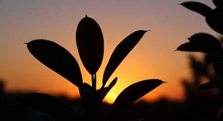 Sunset Silhouette Rubber Plant Leaves - Serene sunset, plant silhouette, nature's beauty, tranquility, warm colors.