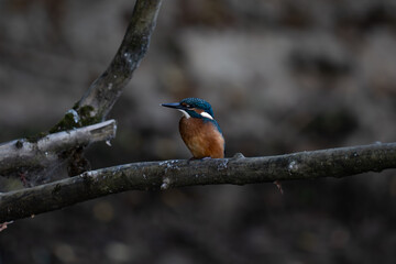 Kingfisher
Alcedo atthis